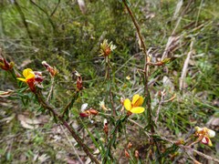 Pultenaea reflexifolia