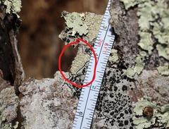 Pertusaria pustulata
