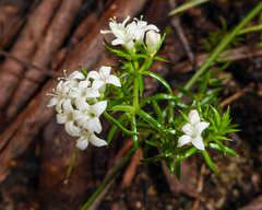 Asperula scoparia