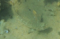 Istigobius