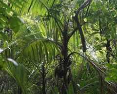 Bactris major