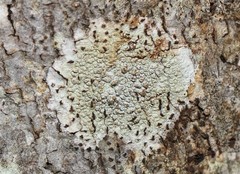 Pertusaria pustulata
