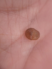Nostocales