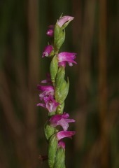 Spiranthes sinensis