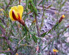 Pultenaea reflexifolia