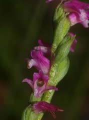 Spiranthes sinensis