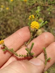 Acacia perryi