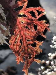 Neoptilota densa