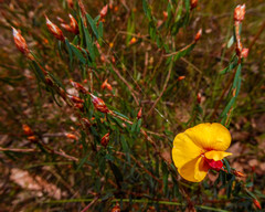 Pultenaea reflexifolia