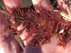 Neoptilota densa