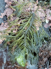 Bryopsis corticulans