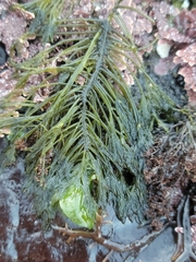 Bryopsis corticulans