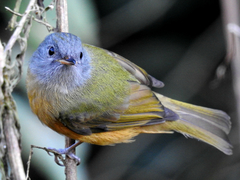 Mionectes rufiventris