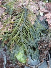 Bryopsis corticulans
