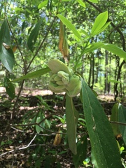 Exobasidium vaccinii