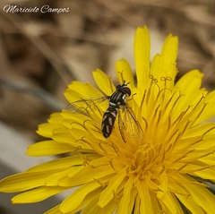 Allograpta piurana