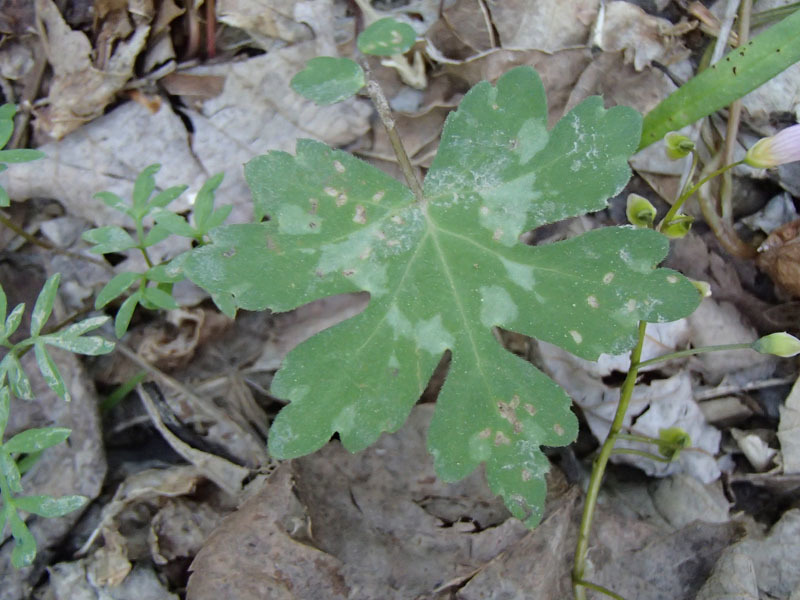 Broad-leaf Waterleaf from 7400 Georgetown Pike, McLean, VA 22102, USA ...