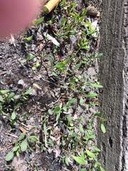 Polygonum aviculare