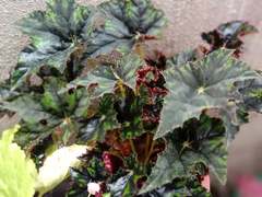 Begonia rex-cultorum