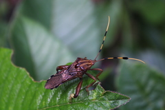 Spathophora