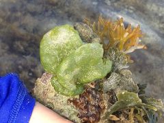 Dictyosphaeria cavernosa
