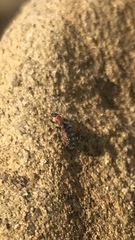Endeodes collaris