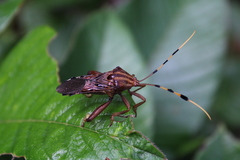 Spathophora