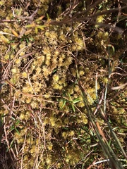 Ptychomnion aciculare