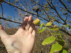 Juglans microcarpa