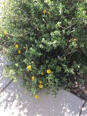 Asteraceae