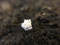 Tolypocladium inflatum