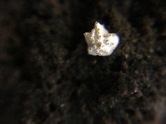 Tolypocladium inflatum