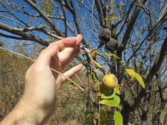 Juglans microcarpa