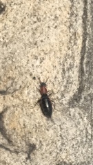 Endeodes collaris