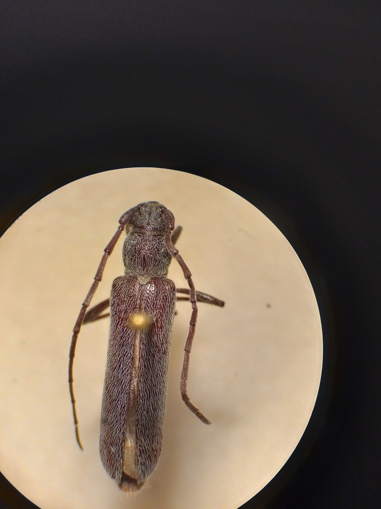 Neaneflus opacicornis