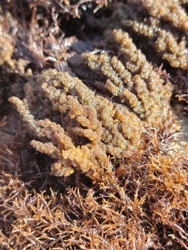 Image of Callithamnion pikeanum by no rights reserved