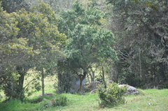 Escallonia paniculata