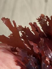 Callophyllis violacea