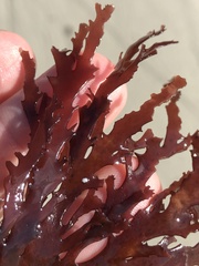 Callophyllis violacea