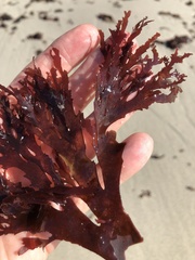 Callophyllis violacea