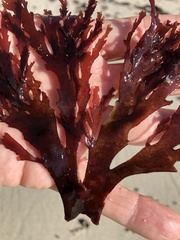 Callophyllis violacea