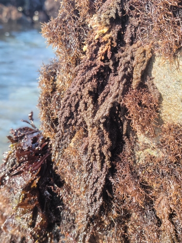 Image of Callithamnion pikeanum by no rights reserved