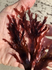 Callophyllis violacea