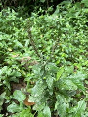 Pseudelephantopus spicatus
