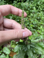Pseudelephantopus spicatus