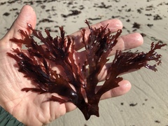 Callophyllis violacea