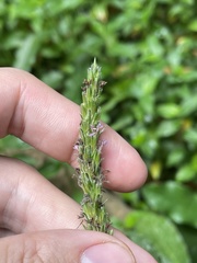 Pseudelephantopus spicatus