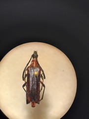 Cyphonotida rostrata