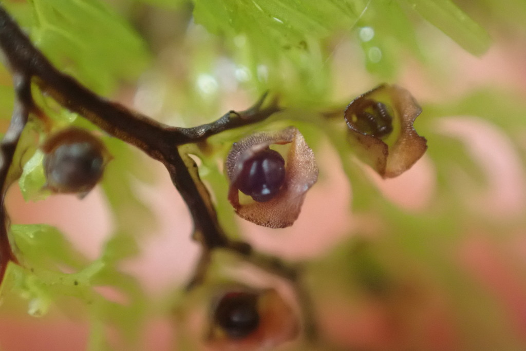 much-divided filmy fern