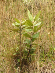 Ageratina asclepiadea